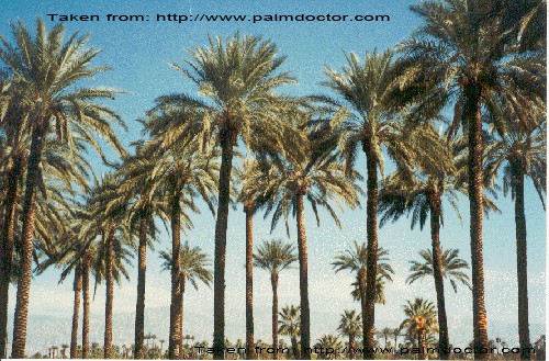 dates palm trees doom's day